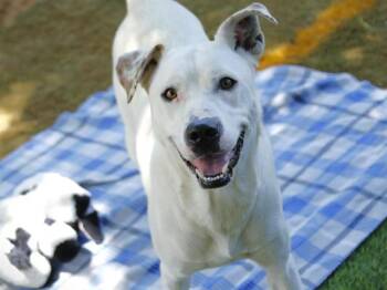 D.O.G. -  Labrador Retriever and Mixed Breed Dog for Adoption in Tallahassee, Florida - D.O.G. | PetCurious