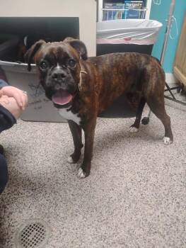 Boxer Dogs Available for Adoption - Swirl | PetCurious