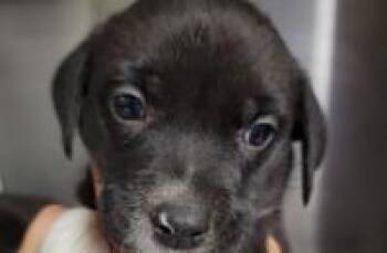Cher RD -  Mixed Breed Dog for Adoption in West Chester, Pennsylvania - Cher RD | PetCurious