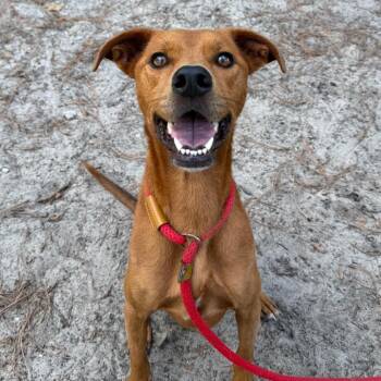 Elaine -  Mixed Breed Dog for Adoption in Gainesville, Florida - Elaine | PetCurious