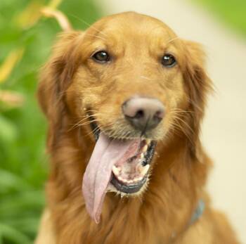Tucker -  Golden Retriever Dog for Adoption in Chicago, Illinois - Tucker | PetCurious
