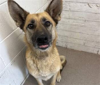 German Shepherd Dog Dogs Available for Adoption - ROXANNE | PetCurious