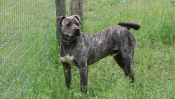 Rescue American Bulldog and Presa Canario Dogs for Adoption in Gillsville, Georgia - Starsky | PetCurious
