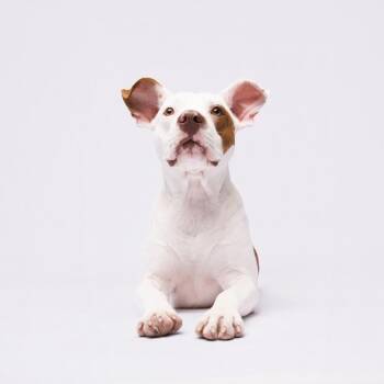 Halo -  Terrier Dog for Adoption in Tampa, Florida - Halo | PetCurious