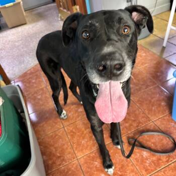 Rescue Great Dane Dogs for Adoption in Lee