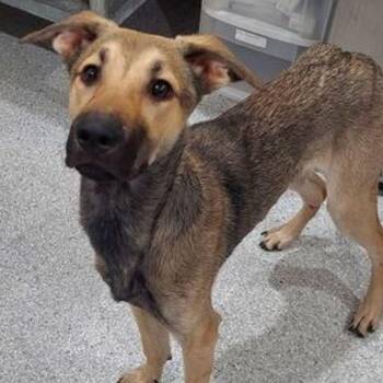 Shepherd and Belgian Shepherd Malinois Dogs Available for Adoption in Lake Havasu City, Arizona - Pugsley | PetCurious