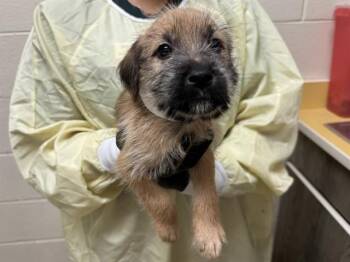 SUPER GLUE -  Wheaten Terrier and Labrador Retriever Dog for Adoption in Colorado Springs, Colorado - SUPER GLUE | PetCurious