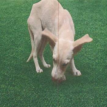 Butterfly A5798464 -  Labrador Retriever Dog for Adoption in Los Angeles, California - Butterfly A5798464 | PetCurious
