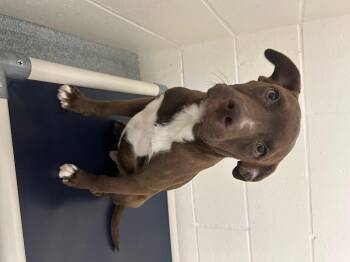 Mixed Breed Dogs Available for Adoption in St. Joseph, Michigan - Nola | PetCurious