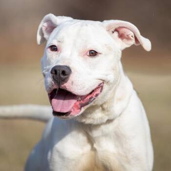 Pit Bull Terrier and Mixed Breed Dogs Available for Adoption in Henderson, Kentucky - Rhyder | PetCurious