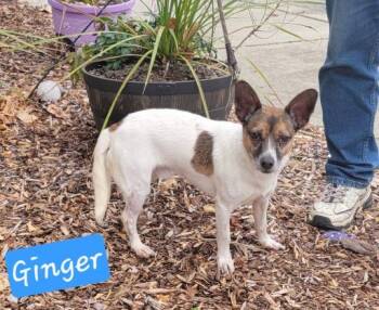Rescue Chihuahua and Dachshund Dogs for Adoption in Prince Frederick, Maryland - Ginger | PetCurious