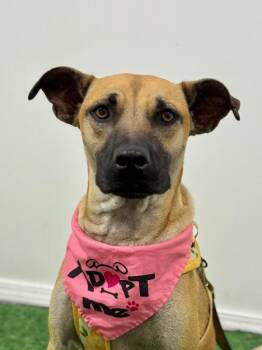 Black Mouth Cur and German Shepherd Dog Dogs Available for Adoption - Sally | PetCurious