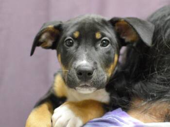 Vervet -  Shepherd Dog for Adoption in Portland, Oregon - Vervet | PetCurious