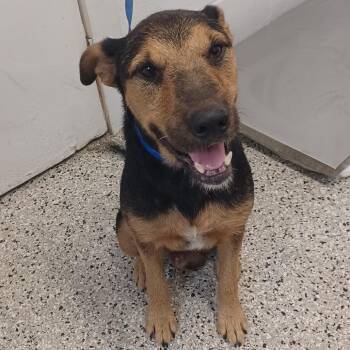 Chief -  Schnauzer and Terrier Dog for Adoption in Hattiesburg, Mississippi - Chief | PetCurious