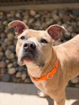 Curly -  Terrier Dog for Adoption - Curly | PetCurious