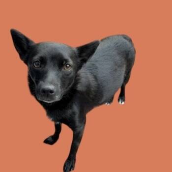 Rescue Chihuahua and Mixed Breed Dogs for Adoption in Scottsdale, Arizona - Edamame | PetCurious