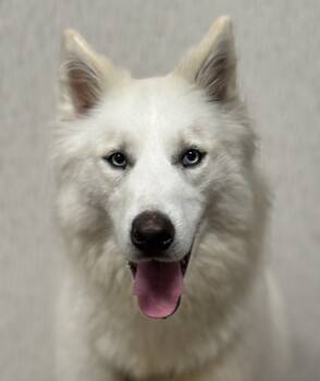 Rescue Husky Dogs for Adoption in Littleton, Colorado - Dire | PetCurious