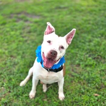 Goose -  Mixed Breed Dog for Adoption in Port Charlotte, Florida - Goose | PetCurious