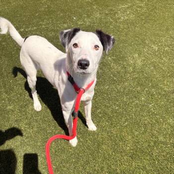 Mixed Breed Dogs Available for Adoption in Philadelphia, Pennsylvania - Bamma | PetCurious