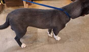 DJ -  Mixed Breed Dog for Adoption in Douglasville, Georgia - DJ | PetCurious