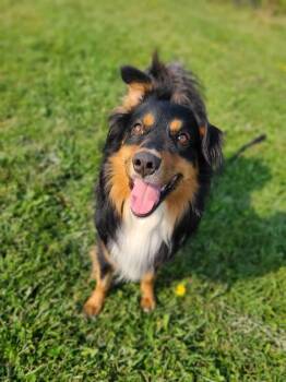 Rescue Australian Shepherd Dogs for Adoption in Greater Sudbury, Ontario - Beau | PetCurious