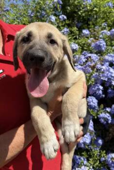Benny -  German Shepherd Dog and Labrador Retriever Dog for Adoption in Davis, California - Benny | PetCurious