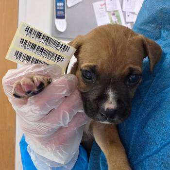 Take Off -  Mixed Breed Dog for Adoption in Charleston, West Virginia - Take Off | PetCurious