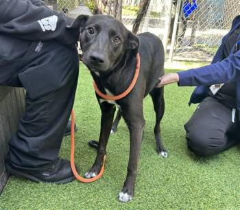 Pit Bull Terrier Dogs Available for Adoption in San Jose, California - FRANCESCA | PetCurious