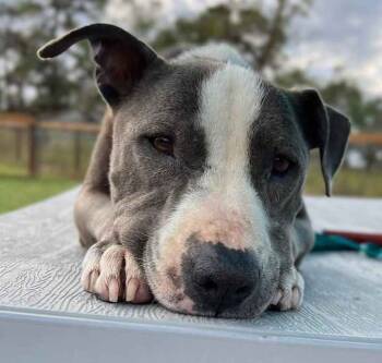 Rescue Pit Bull Terrier and Bull Terrier Dogs for Adoption in Brookshire, Texas - Peggy | PetCurious