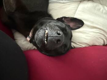 Molly -  Black Labrador Retriever Dog for Adoption in Gainesville, Virginia - Molly | PetCurious