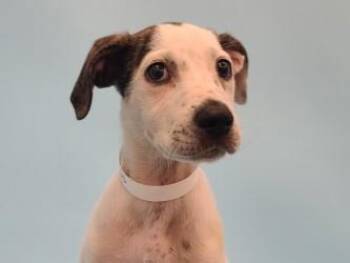 Oaklynn -  Hound and Mixed Breed Dog for Adoption in Golden Valley, Minnesota - Oaklynn | PetCurious