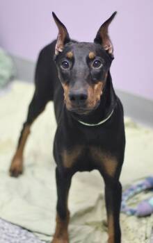 Curry in NH. Come Meet our Adoptable Dogs Wednesday-Saturday. Mo -  Doberman Pinscher Dog for Adoption in Manchester, New Hampshire - Curry In NH. Come Meet Our Adoptable Dogs Wednesday-Saturday. Mo | PetCurious
