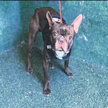 Boston Terrier Dogs Available for Adoption in Los Angeles, California - Gizmo A5778226 | PetCurious