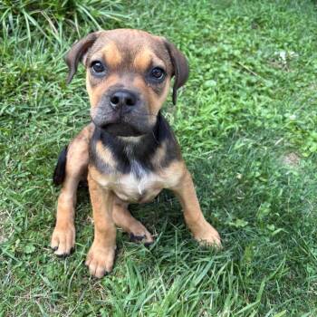 Daisy -  American Staffordshire Terrier and Mixed Breed Dog for Adoption in Ferndale, Michigan - Daisy | PetCurious