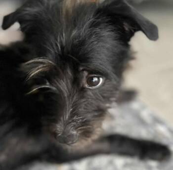 Rescue Schnauzer Dogs for Adoption in Miami, Florida - Valentino | PetCurious