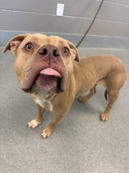 JELLYFISH -  Pit Bull Terrier Dog for Adoption in Indianapolis, Indiana - JELLYFISH | PetCurious