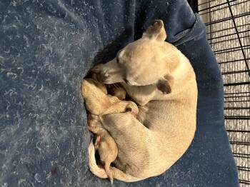 Roxy -  Chihuahua Dog for Adoption in Severance, Colorado - Roxy | PetCurious