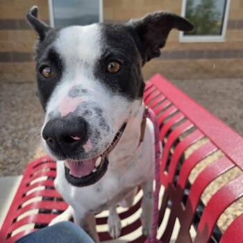 Cattle Dog and Pit Bull Terrier Dogs Available for Adoption in Grand Junction, Colorado - Sammy | PetCurious