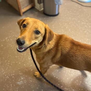 Baby -  Mixed Breed Dog for Adoption in Belleville, Illinois - Baby | PetCurious