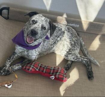 Rescue Australian Cattle Dog Blue Heeler Dogs for Adoption - Carly | PetCurious