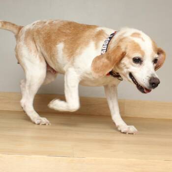 Beagle and Mixed Breed Dogs Available for Adoption in Minnetonka, Minnesota - Beatrice D68829 | PetCurious