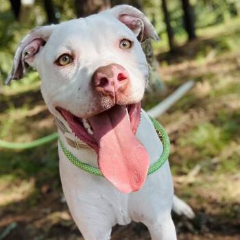 Giacomo -  American Bully Dog for Adoption in Long Beach, Mississippi - Giacomo | PetCurious