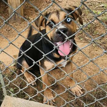 TNGC-Stray-1277 -  Mixed Breed Dog for Adoption in Pulaski, Tennessee - TNGC-Stray-1277 | PetCurious
