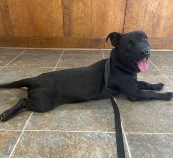 Rescue Dachshund and Labrador Retriever Dogs for Adoption in Monticello, Mississippi - Oakley | PetCurious