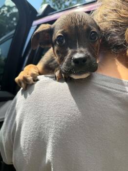 Ron (AVAILABLE 6/16) -  Boxer and Mixed Breed Dog for Adoption in Leverett, Massachusetts - Ron (AVAILABLE 6/16) | PetCurious