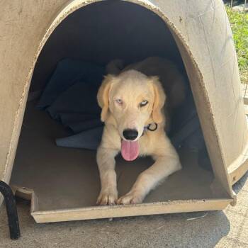 ALPHARETTA - Boomer2 -  Golden Retriever Dog for Adoption in Blairsville, Georgia - ALPHARETTA - Boomer2 | PetCurious