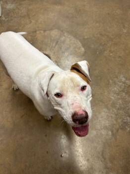 Eureka -  Pit Bull Terrier Dog for Adoption in Lockhart, Texas - Eureka | PetCurious