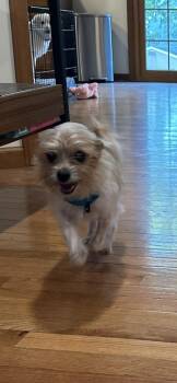 Zane -  Yorkshire Terrier Dog for Adoption in Jefferson Hills, Pennsylvania - Zane | PetCurious