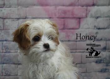 Shih Tzu Dogs Available for Adoption - Honey | PetCurious