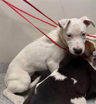 Pit Bull Terrier and Mixed Breed Dogs Available for Adoption in Pasadena, Texas - A184326 | PetCurious